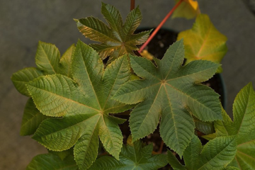 Simple leaf, palmate venation; these leaves are also &ldquo;peltate&rdquo; -